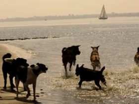 HUNDEBETREUUNG,GASSISERVICE,DOGWALKER,HUNDESITTER