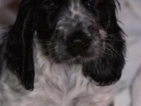 of My Sweet Castle Alge