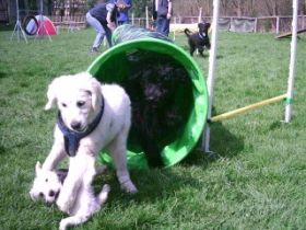 Hundeschule im ATH