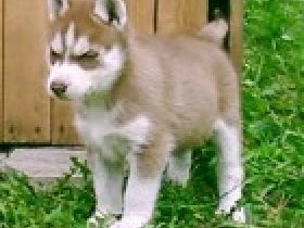 of Fantastic Snowdevils