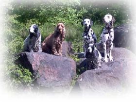 Das Team JELSI - die etwas andere Hundeerziehung