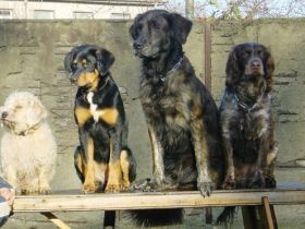 Hundeschule Hot - Dog