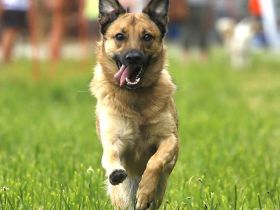 Mobile Hundeschule - Susanne Frank