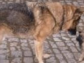 LesLoups-kostenlose telefonische Beratung