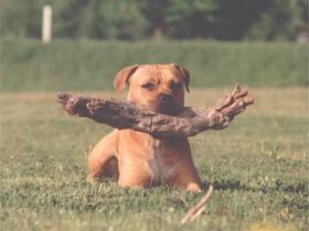 Hundepension Deubler