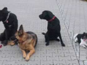 Hunde-Nachhilfe