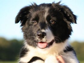 Professionelles Training für Hund und Mensch