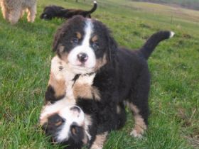 vom Schneppenbacher Hof