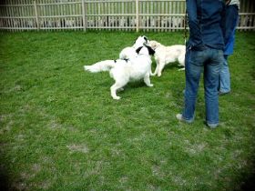 T. & S. unsere Hundeschule-pension