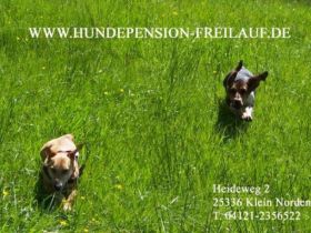 Hundepension FREILAUF
