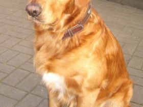 Pension Schwalbennest, USEDOM/Benz