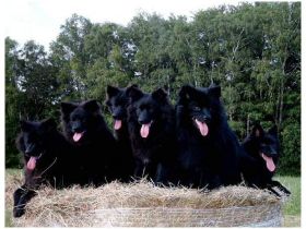 von der Arnold's Eiche