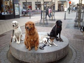 Ausbildung und Beschäftigung mit dem Hund
