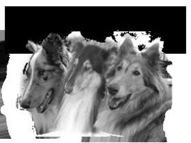 Hundepension Colliefreunde