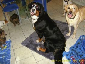 Doggy's Holiday...die zuverlässige Hundepension