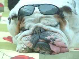 Hundeschule Fockenbachsmühle