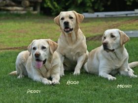 vom Adlumer Meerfeld