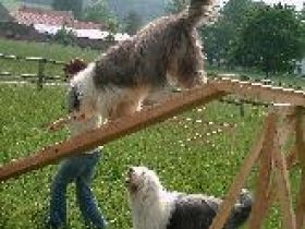 Verhaltensberatung für Hundehalter