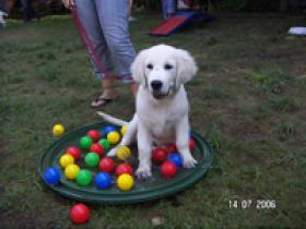 Hundeschule München