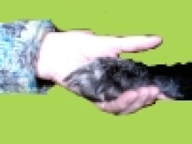 hfu-hundeschule "Pfote-in-Hand"