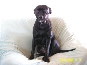 Hundeschule König in Vreden und Bochum