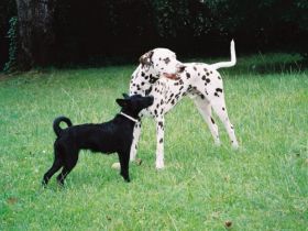 Hund & Halter - Hundeschule