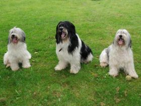 von den Elter Dünen