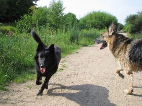 Freiraum - professionelle Hundebetreuung