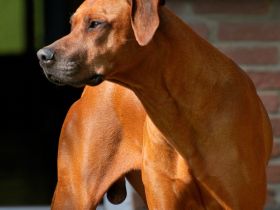 South African Hunter