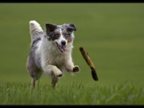 Hundefreunde-Waldblick e. V.