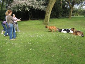 Hundeschule Wuffiworld