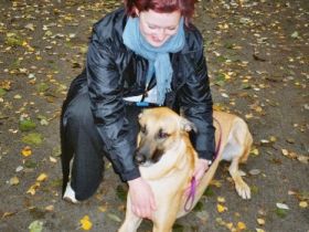 Hundetraining vor Ort