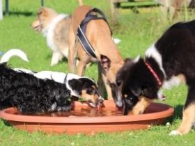 Hundeschule Gowin Gütersloh