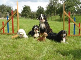 Hundeschule Altenburg GbR Oriwol & Schreiber