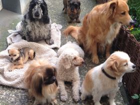 Hundekindergarten auf der Uhlenhorst