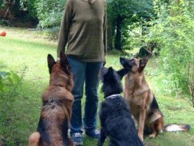 Hundeschule " Waldweg" (Neuruppin) und Pension