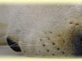 Hundeschule Hartmann