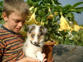 von den Vitalienbrüdern