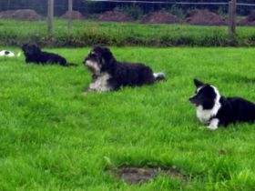 Tonis-Hunde-Therapie