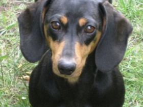 von der Wilden Meute