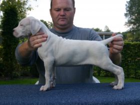 Del Grande Casador Branco