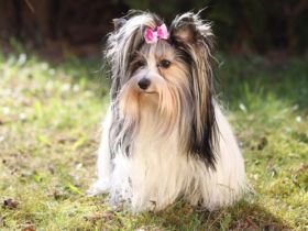 Of little glamour Stars