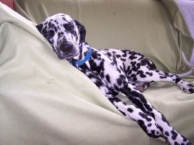 Martina Nebel Urlaubsbetreuung für den Hund