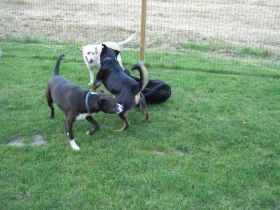 Hunde-Tita, Tagespflege und Pension