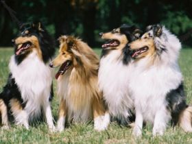 of The Landlord´s Pride