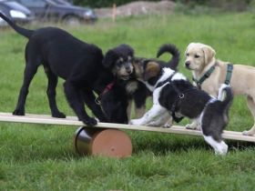 Mobile Hundeschule Rellingen