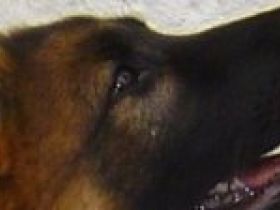 Hundeausbildung, Oliver Baier