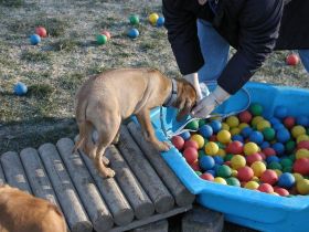 Team Hund Mensch 2000 e.V.