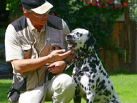 (Problem-)Hunde-Training im TH. Günzburg
