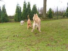 Hundepension Am Grünen Baum